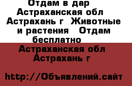 Отдам в дар. - Астраханская обл., Астрахань г. Животные и растения » Отдам бесплатно   . Астраханская обл.,Астрахань г.